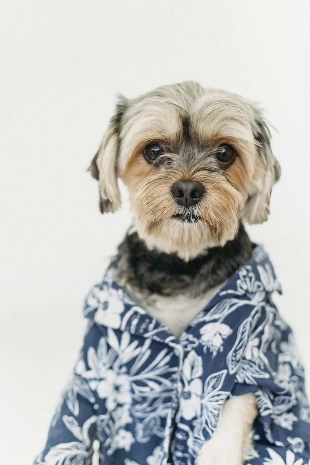 adorable_dog_portrait_on_a_studio_shot