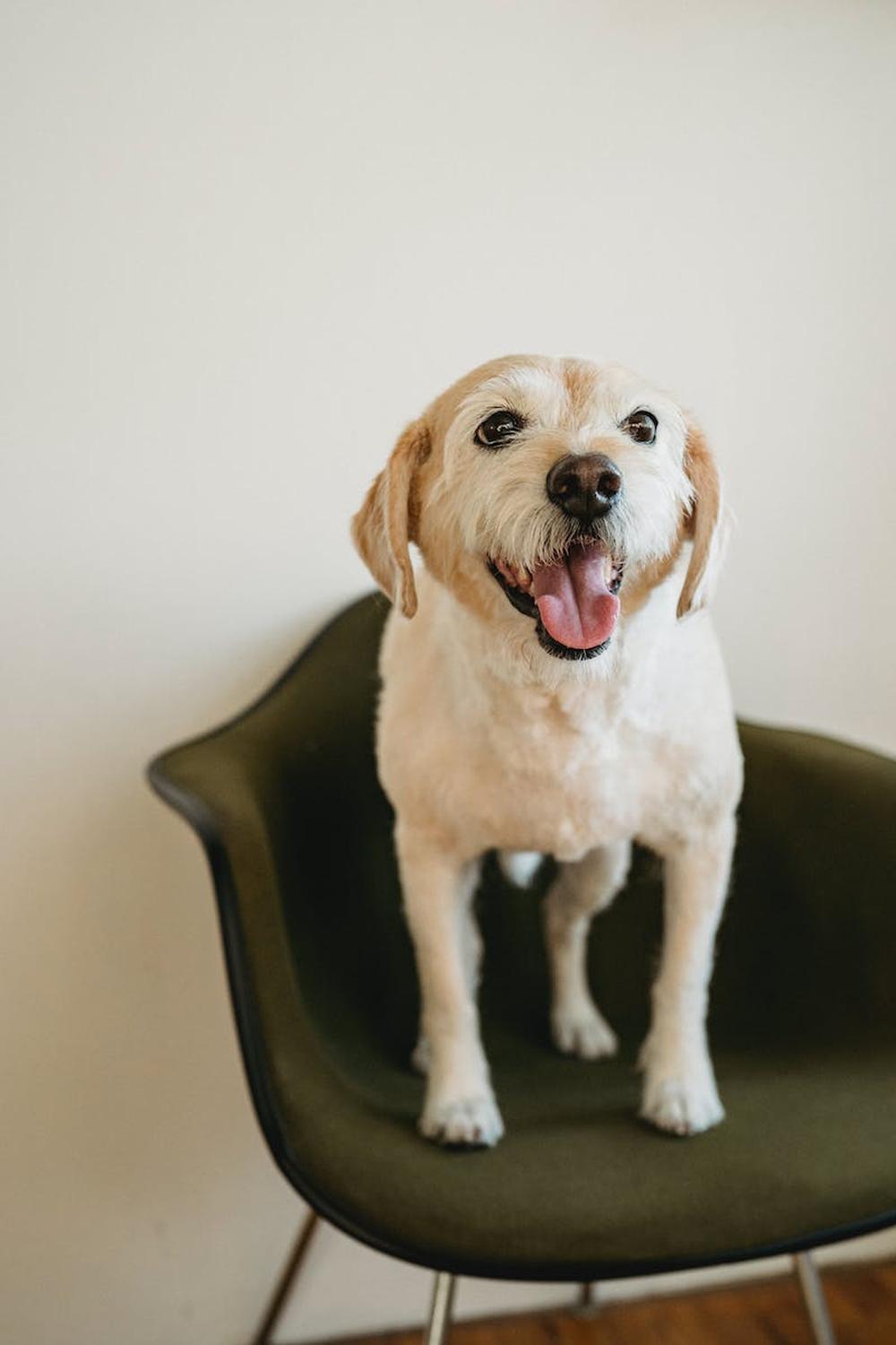 adorable_purebred_puppy_with_tongue_out_on_chair