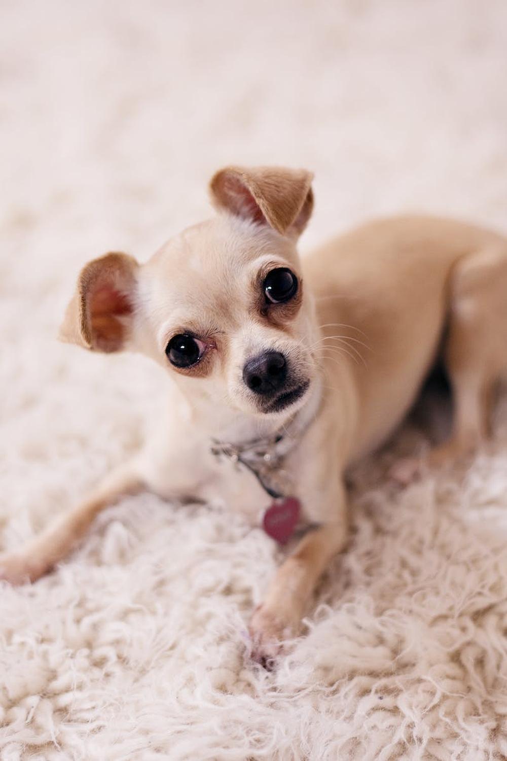 brown_chihuahua_puppy_lying_on_brown_textile