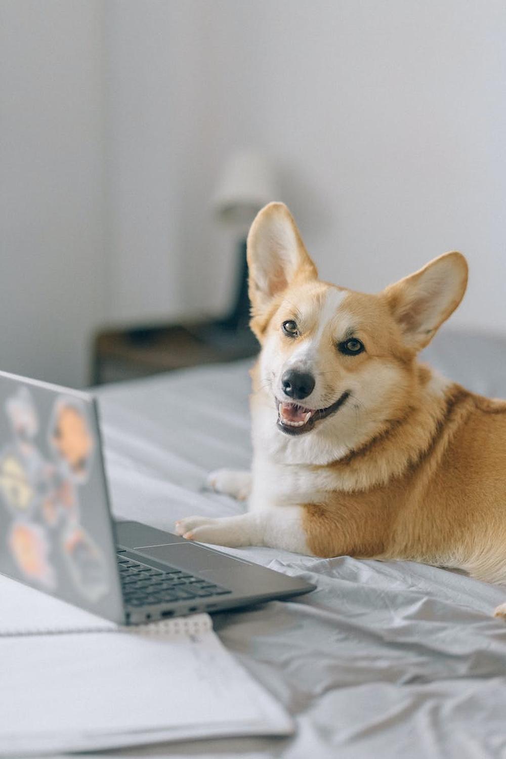 cute_corgi_in_front_of_a_laptop