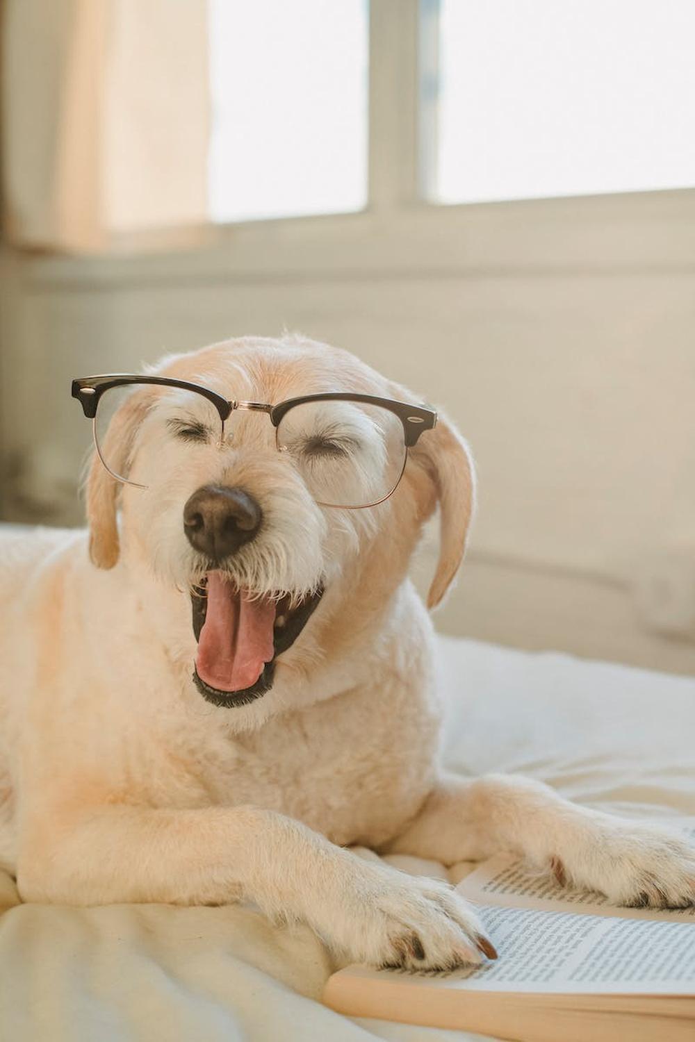 cute_dog_wearing_eyeglasses