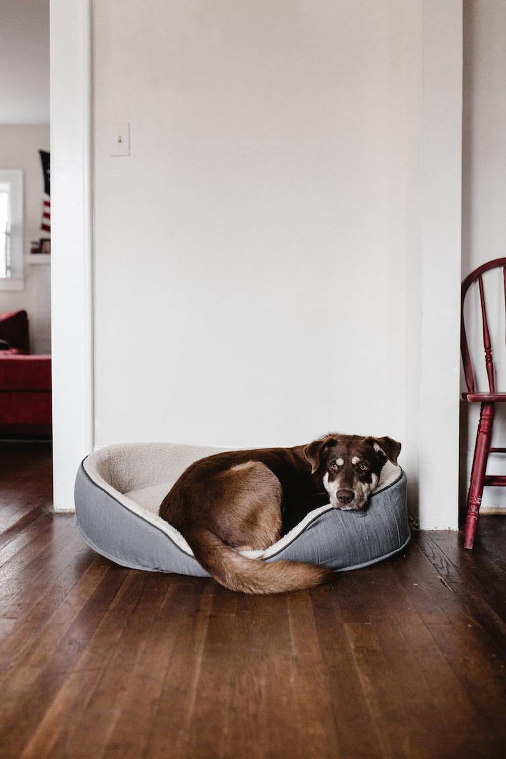  dog_resting_on_pet_bed