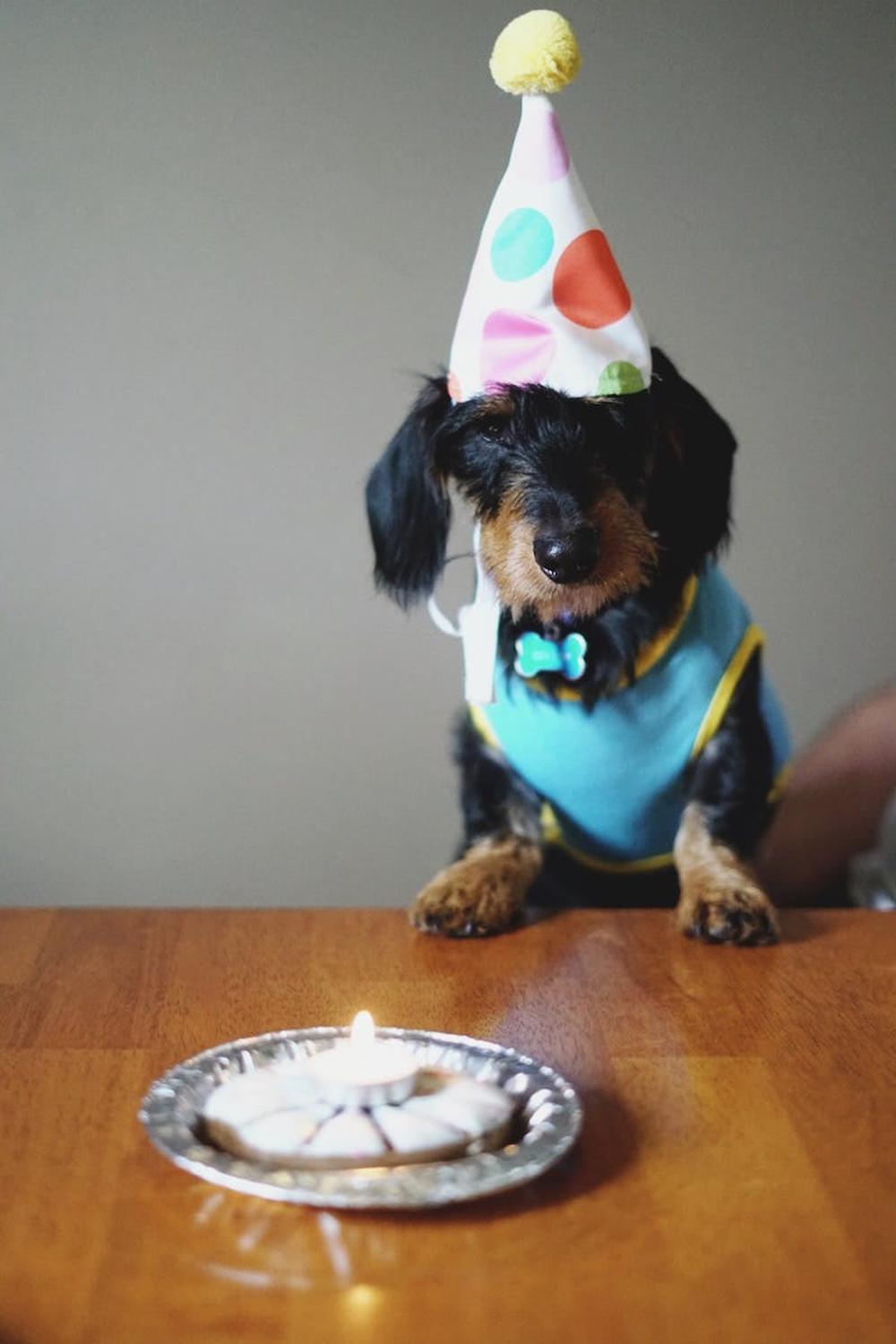 dog_with_party_hat