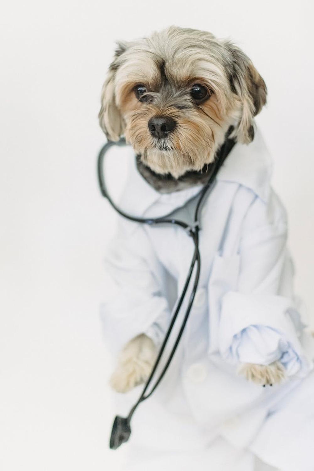  little_dog_in_medical_uniform_in_light_studio
