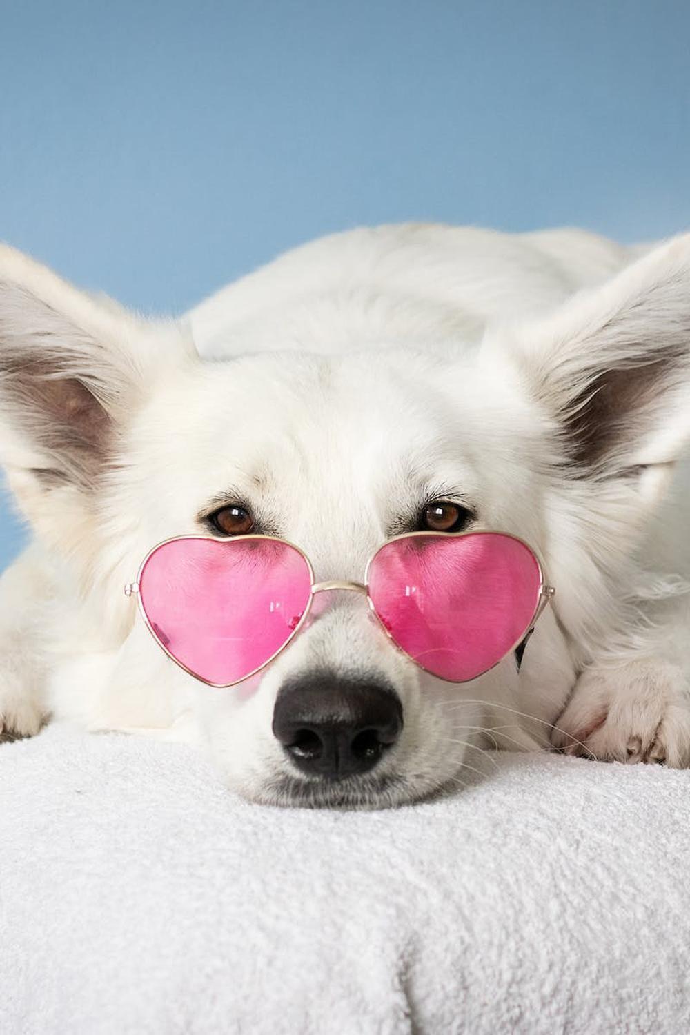  medium_short_coated_white_dog_on_white_textile